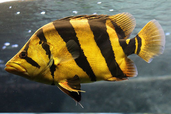 泰国淡水鱼种类图片